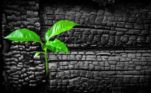 Rising From the Ashes: Starting Over Post-Addiction